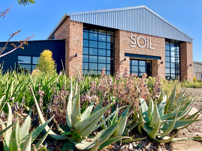 Organic Apricot Kernel Oil (Prunus armeniaca) — 60ml