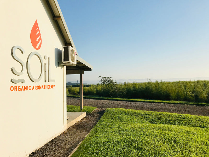 Organic Apricot Kernel Oil (Prunus armeniaca) — 60ml